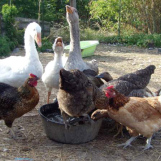 Grippe aviaire: Information aux administrés
