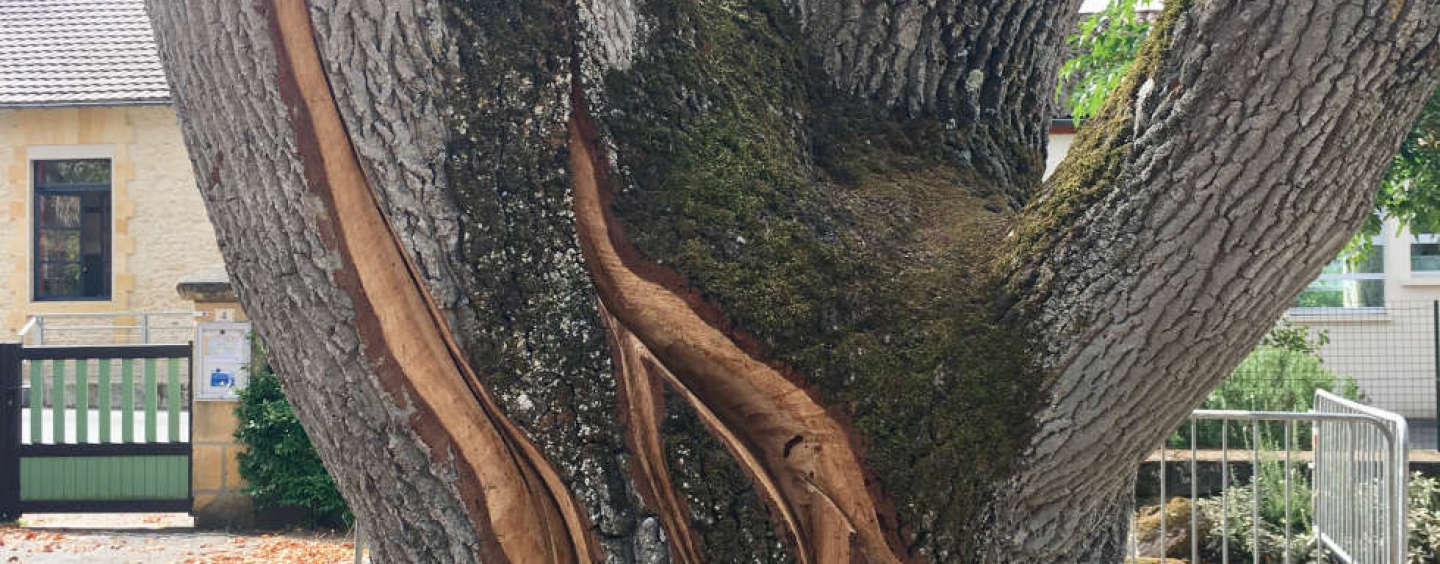 L’arbre fontaine, oeuvre de José Le Piez