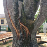 L’arbre fontaine, oeuvre de José Le Piez