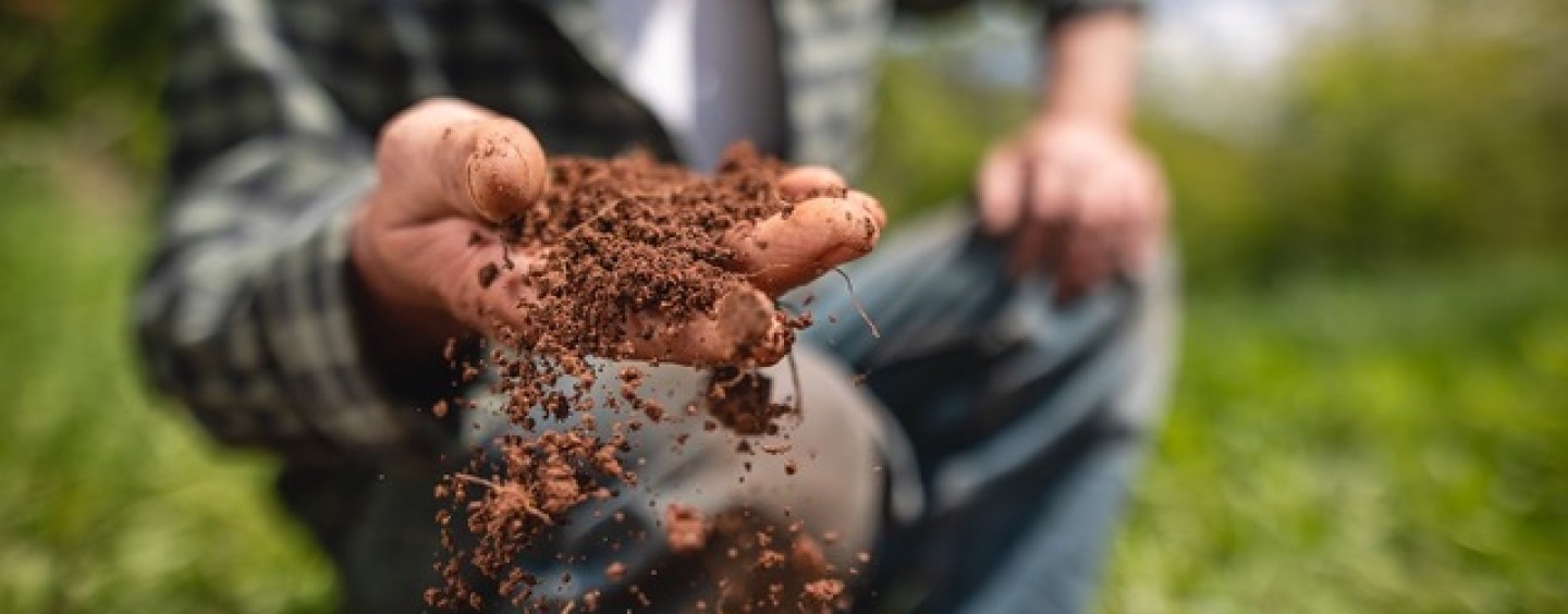 Broyage de déchets verts et atelier potager vivant