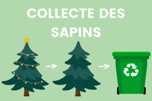 Collecte de sapins